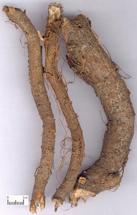 苎麻根