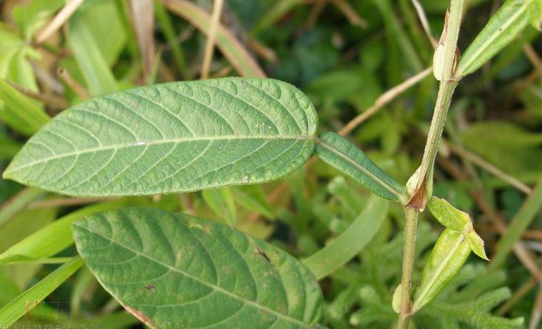 Herba Tadehagi Triquetri