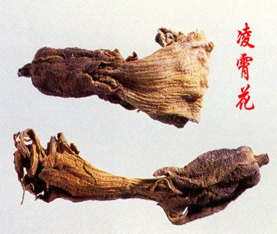 Chinese Trumpetcreeper Flower