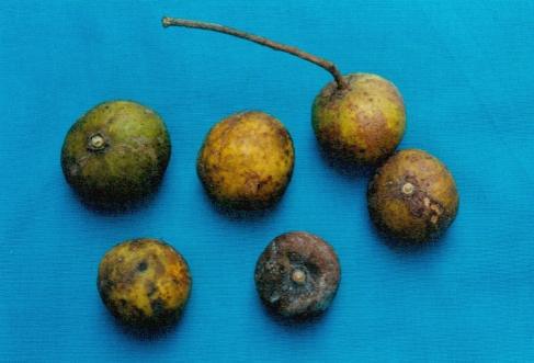 Fructus Dracontomeli Duperreani
