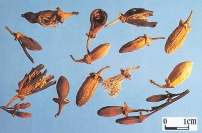 Flos Citri Sarcodactylis