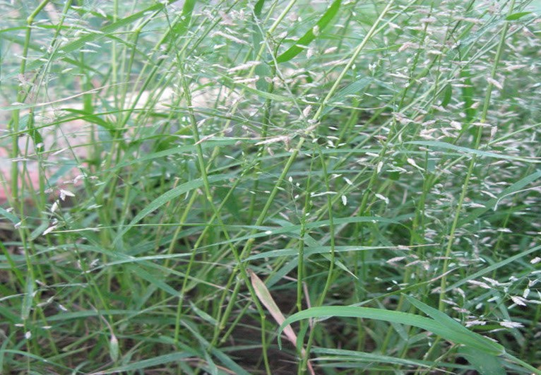 Hua Mei Cao