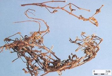 Herba Polygoni Avicularis