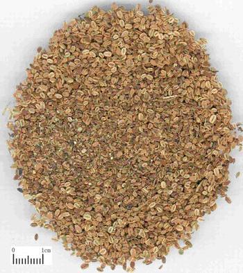 Motherwort Fruit