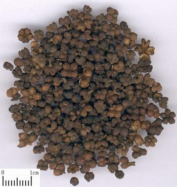 Fructus Evodiae