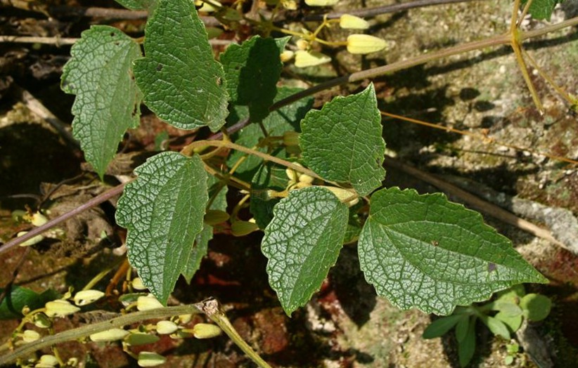 Caulis et Folium Clematidis Argentilucidae