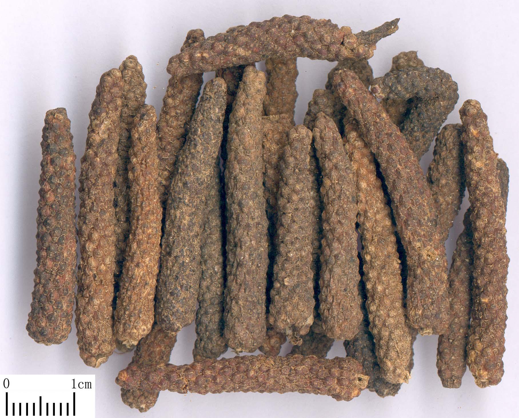 Fructus Piperis Longi