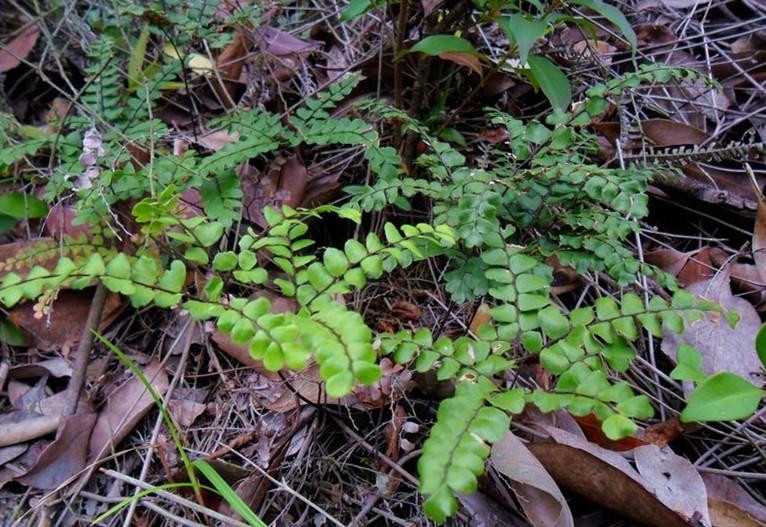Herba Adianti Flabellulati