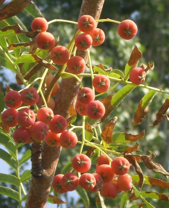 Ramulus et Fructus Sorbi Tianschanicae