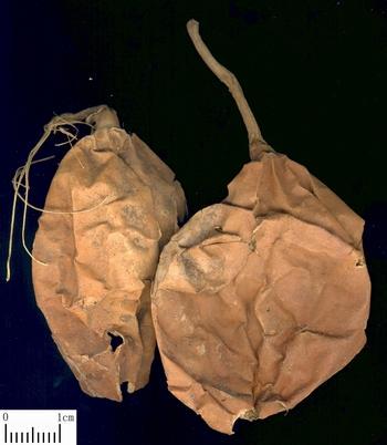 Fructus Trichosanthis