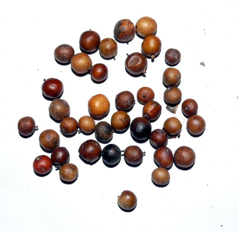 Fructus Nandinae