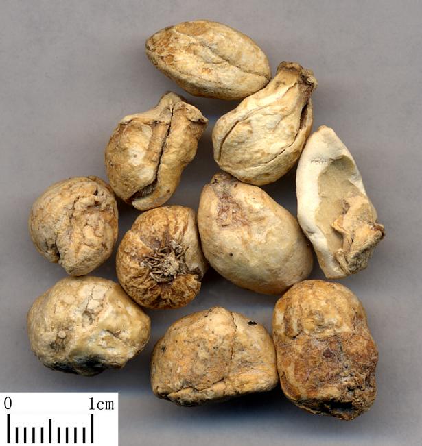 Yi Bei Mu