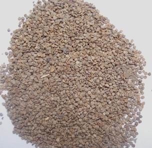 Semen Hyoscyami