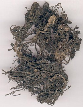 Sargassum