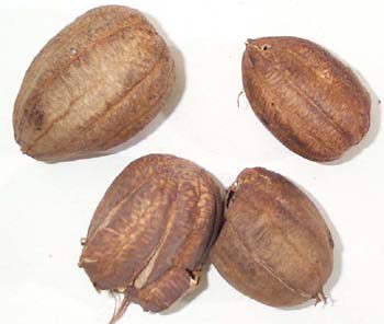 Fructus Aristolochiae