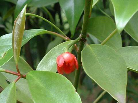 Poisonous Eightangle