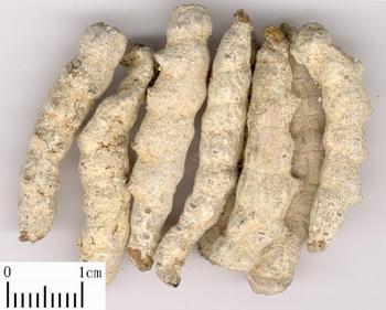 Bombyx Batryticatus