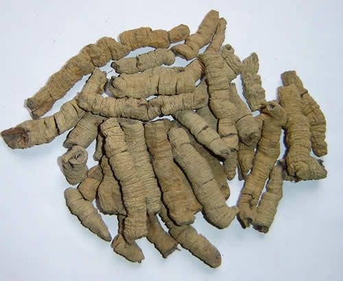 Radix Morindae Officinalis