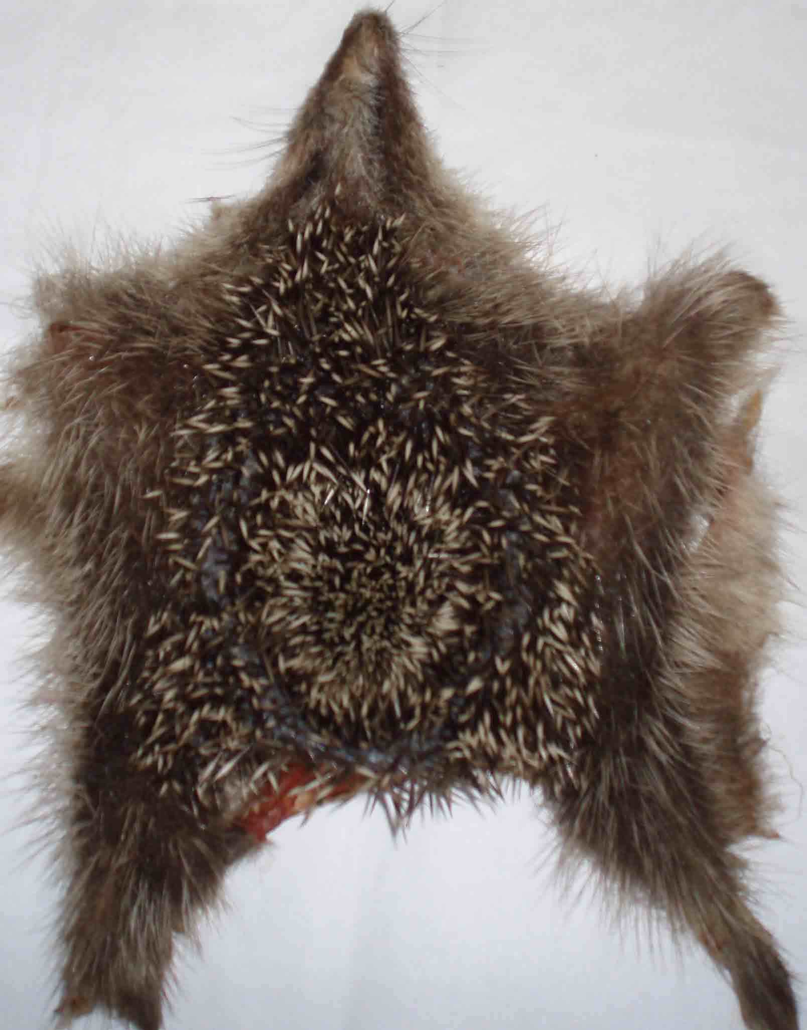 Hedgehog Skin