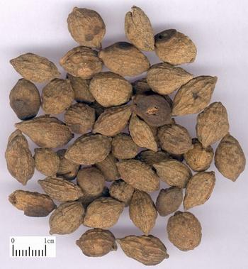 Fructus Alpiniae Oxyphyllae