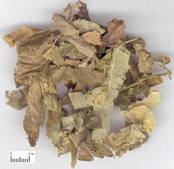 Herba Epimedii