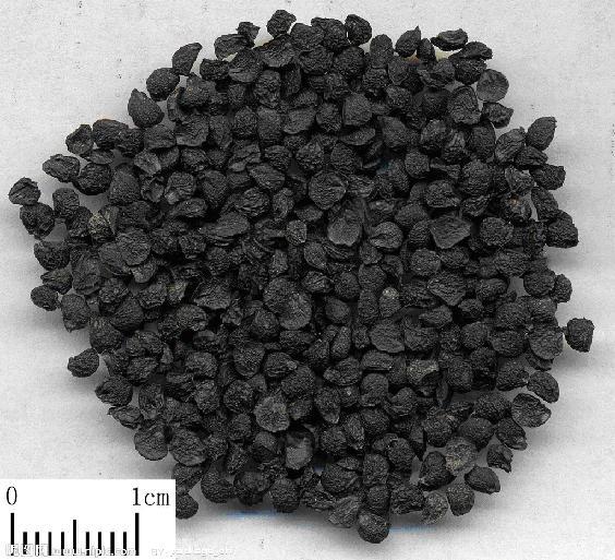 Chinese Leek Seed