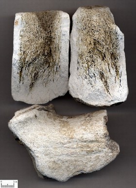 Cornu Cervi Degelatinatum
