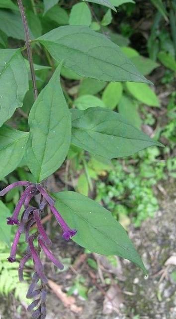 Herba Buddlejae Lindleyanae