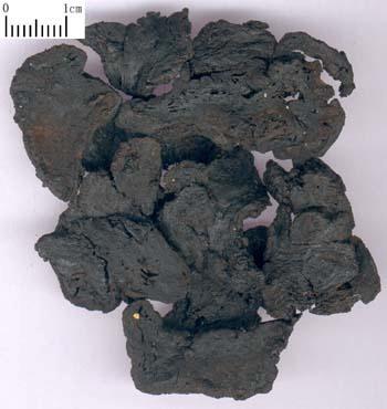Radix Rehmanniae Preparata